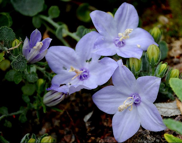 گل استکانی ایتالیایی